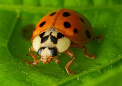 Harmonia axyridis