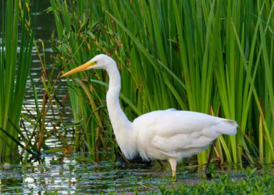 Ardea alba