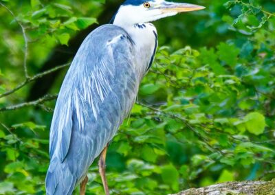 Ardea cinerea