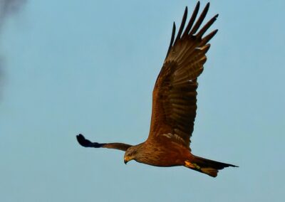 Milvus migrans
