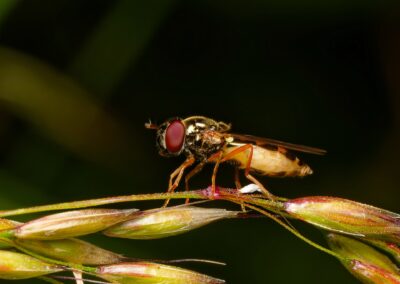 Melanostoma mellinum