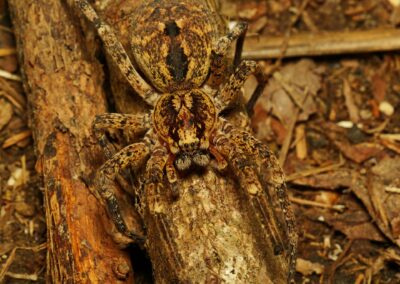 Zoropsis spinimana