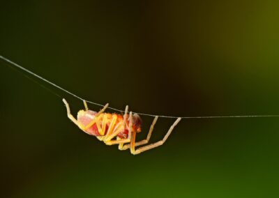 Nigma flavescens